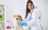 Quanto ganha um estagiário de veterinária